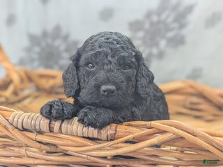 Cockapoo dogs Foggy - Ad 41