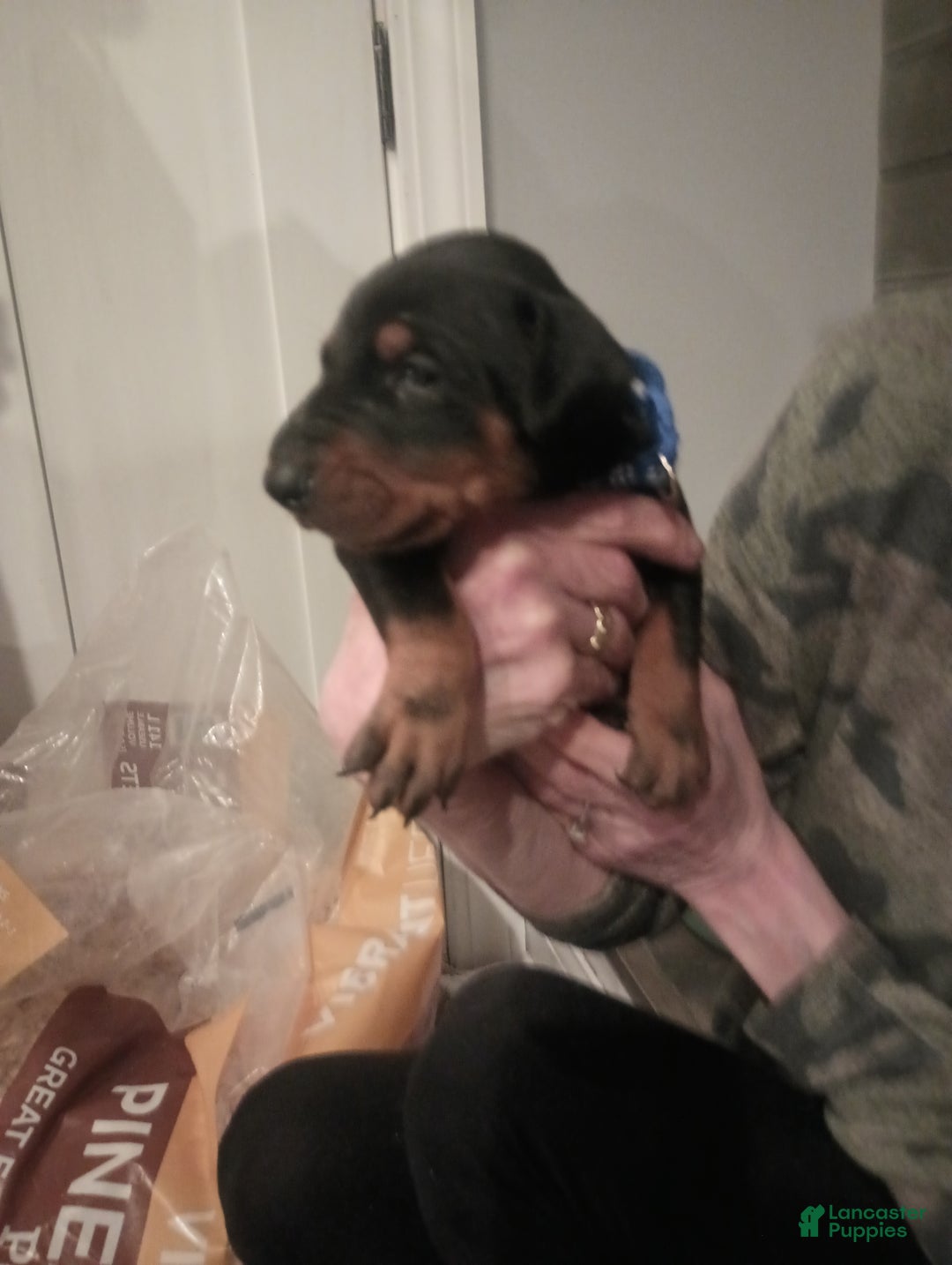 Doberman Pinscher dogs for sale: Sparky - Ad 2