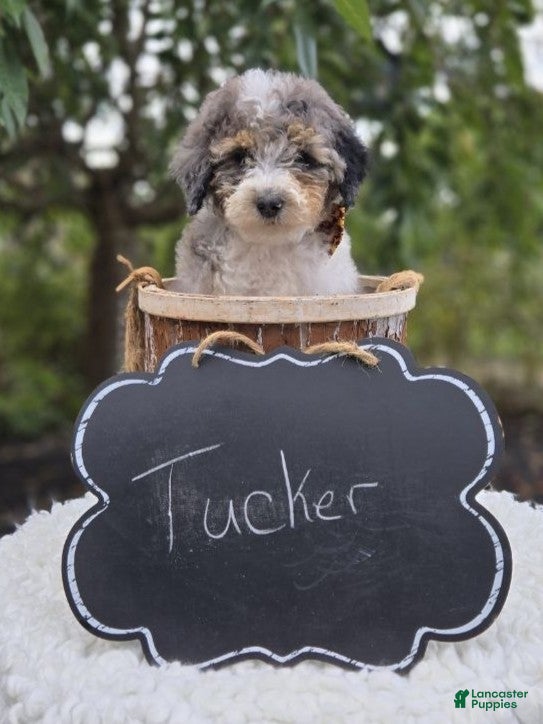 Mini Sheepadoodle dogs Tucker - Ad 2