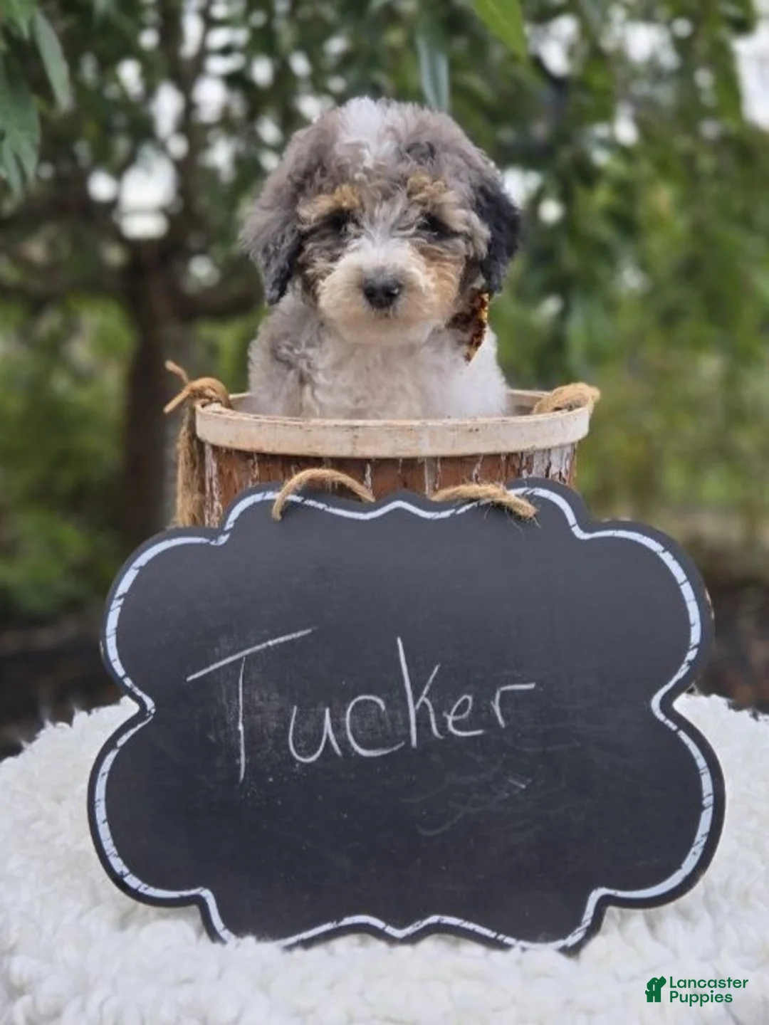 Mini Sheepadoodle dogs for sale: Tucker - Ad 2
