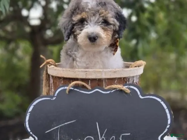 Mini Sheepadoodle dogs Tucker - Ad 2