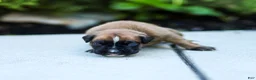 Boxer dogs for sale: Nicholas Boxer  - Ad 3