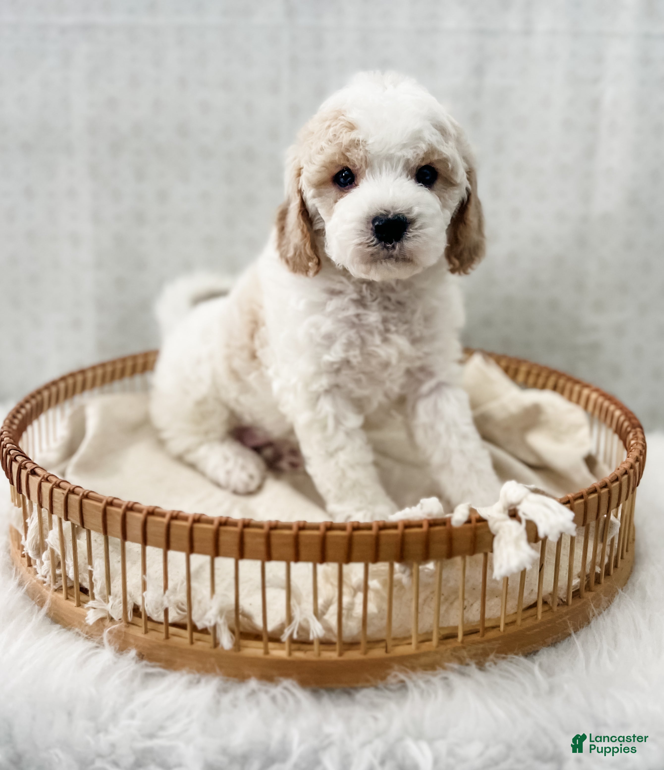 Cavapoo dogs Rye - Ad 38