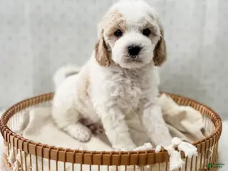 Cavapoo dogs Rye - Ad 38