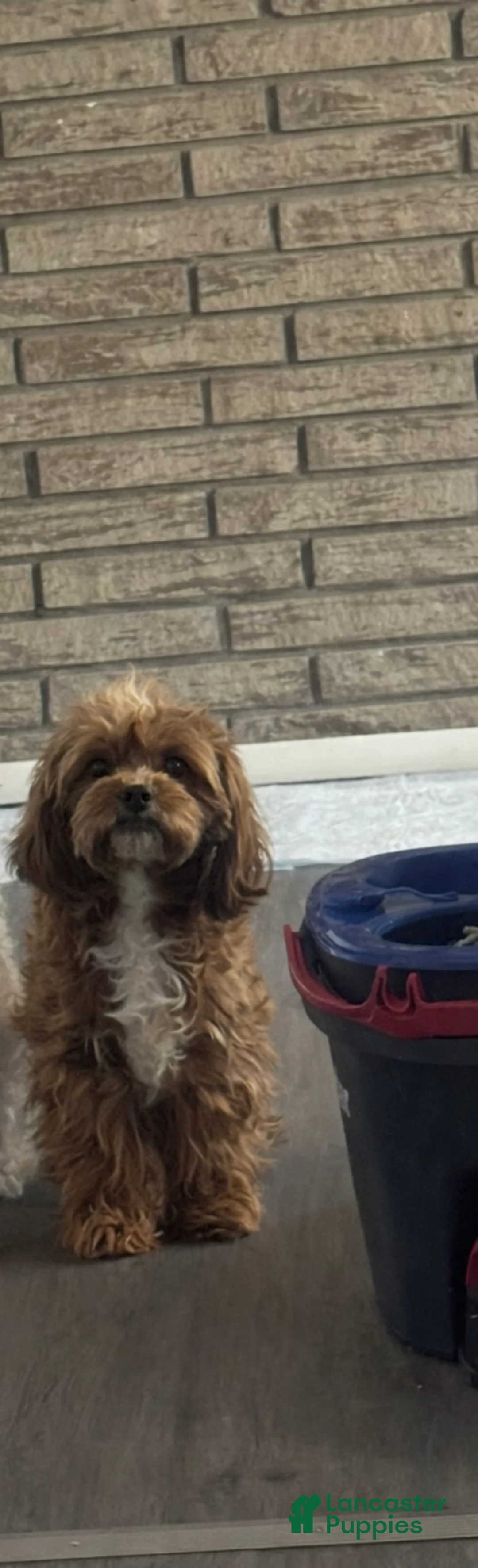 Cavapoo dogs for sale: Snow - Ad 3
