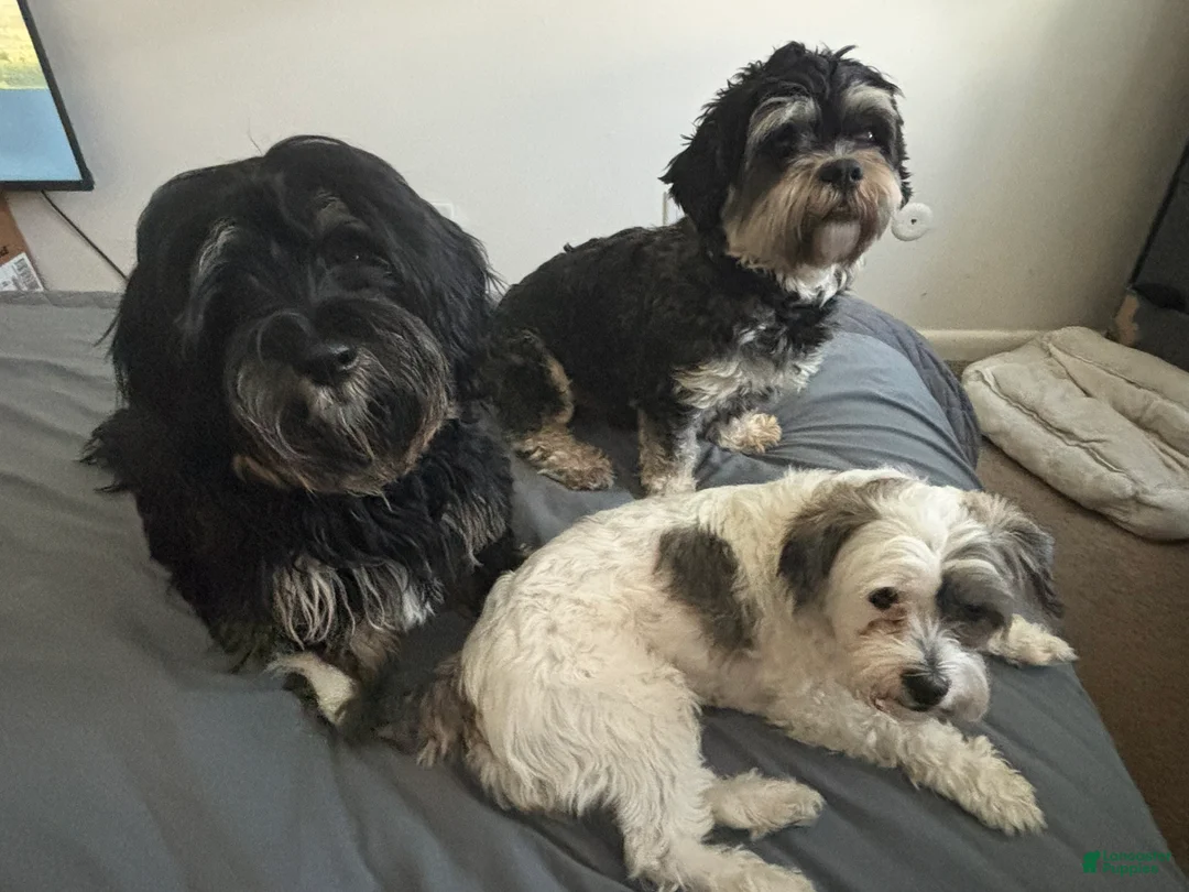 Shih Tzu dogs for sale: Shih Tzu Puppy 10 - Ad 2