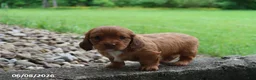 Miniature Dachshund dogs for sale: Ashley - Ad 4