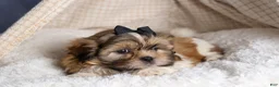 Shih Tzu dogs for sale: GIGI - Ad 13