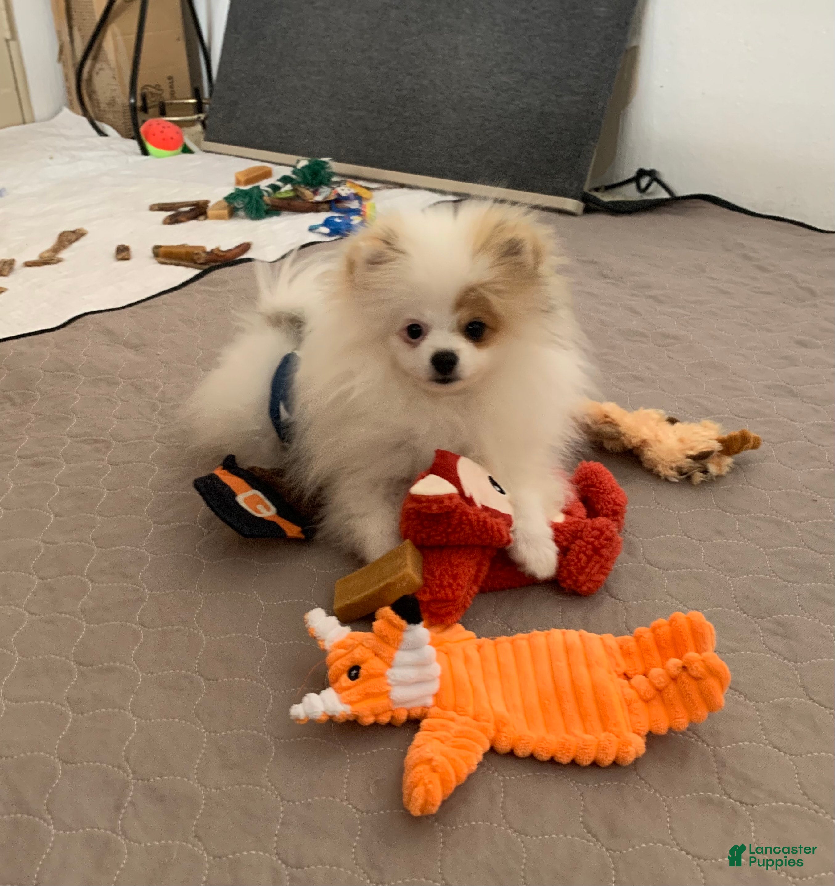 Pomeranian Puppies for sale in Fallon, Nevada Lancaster Puppies
