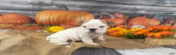 English Bulldog dogs for sale: Snow white - Ad 5