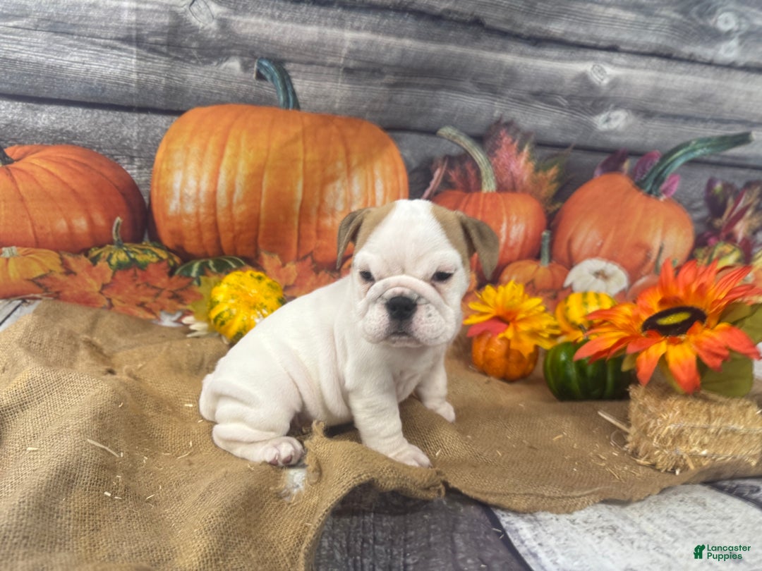 English Bulldog dogs for sale: Snow white - Ad 5