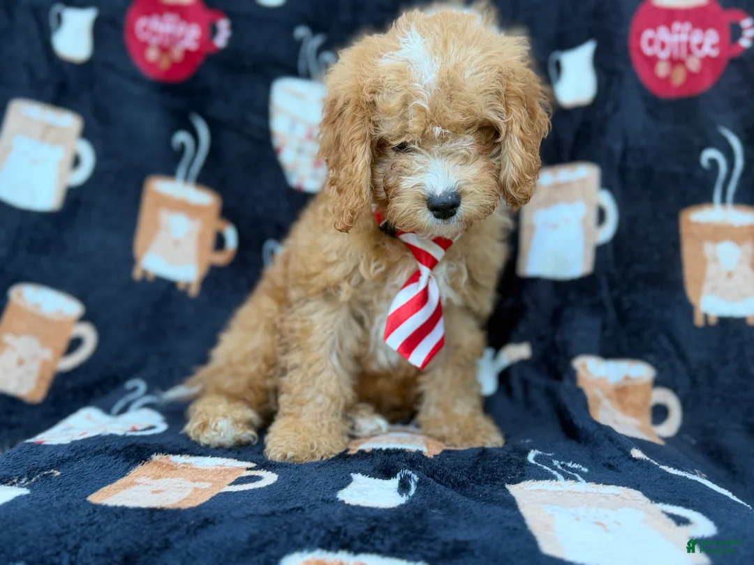 Cavapoo dogs for sale: Milo  - Ad 2