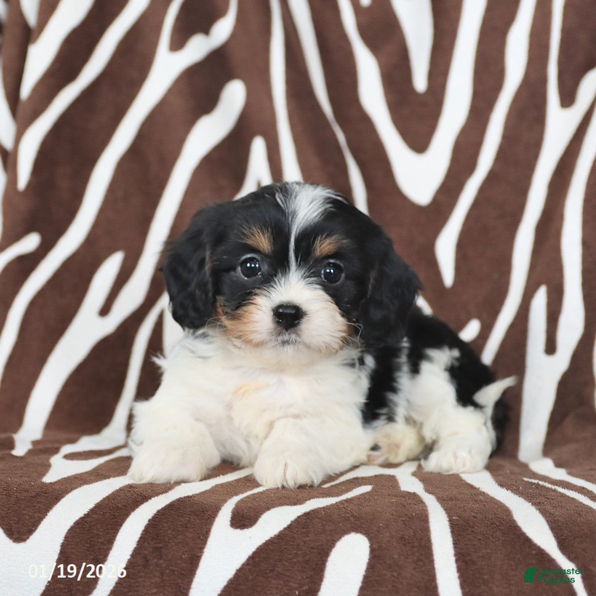 Cavapoo dogs Sunny  - Ad 21