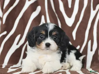 Cavapoo dogs Sunny - Ad 14