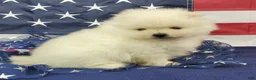 Pomeranian dogs for sale: Juliette - Ad 6