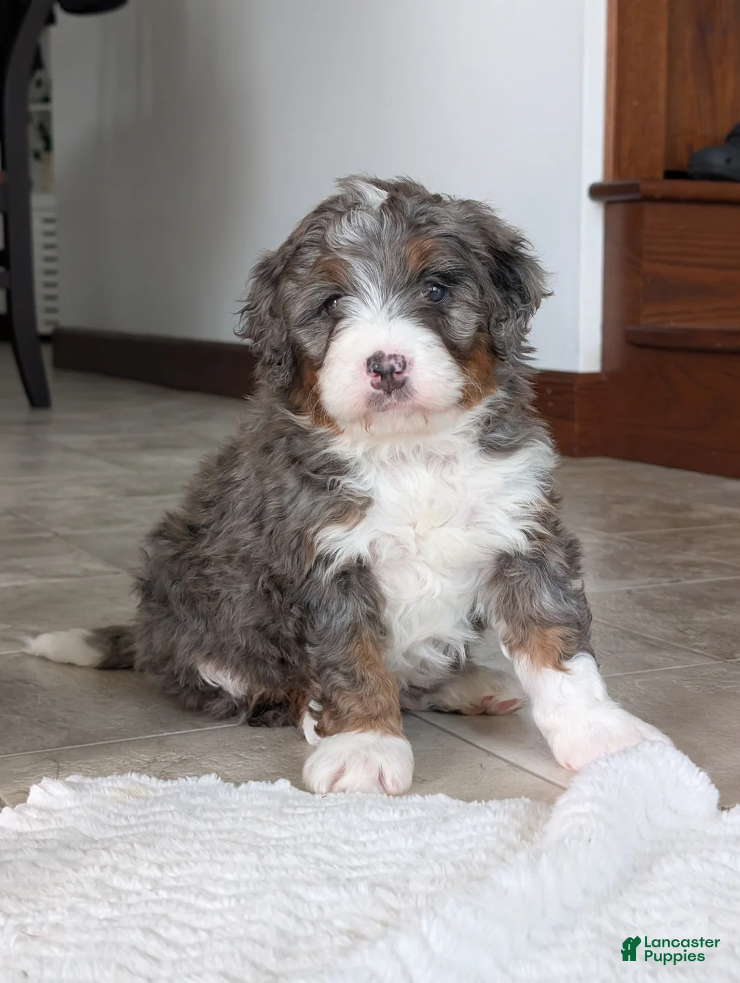 Mini Bernedoodle dogs for sale: Mini Marlo  - Ad 1