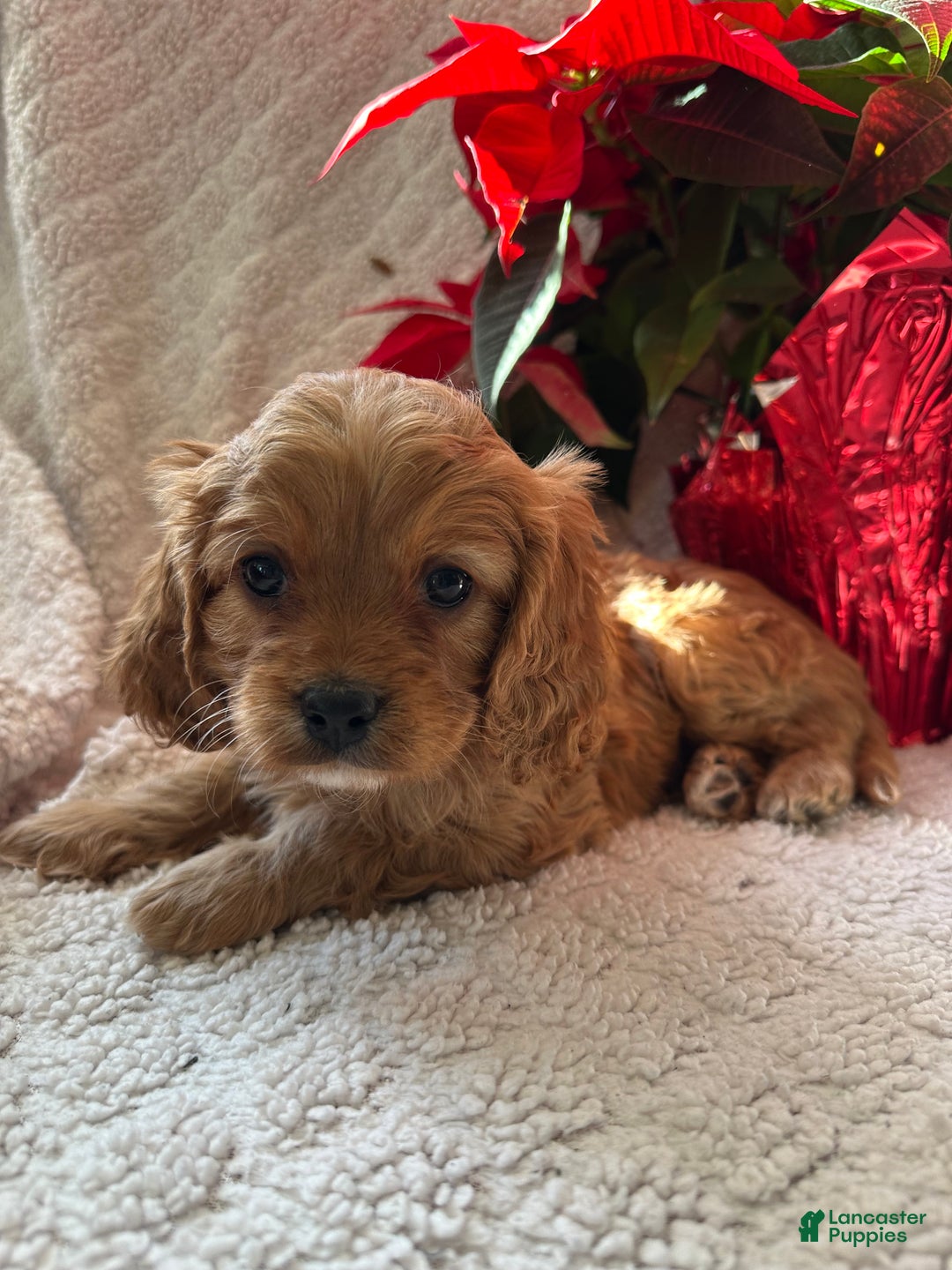 Cavapoo dogs for sale: Archie - Ad 1