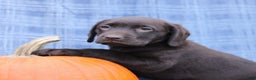 Labrador Retriever dogs for sale: Jessica  - Ad 4