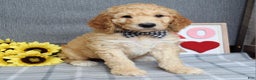 Standard Poodle dogs for sale: Chester  - Ad 6