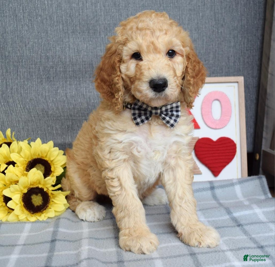 Standard Poodle dogs for sale: Chester  - Ad 6