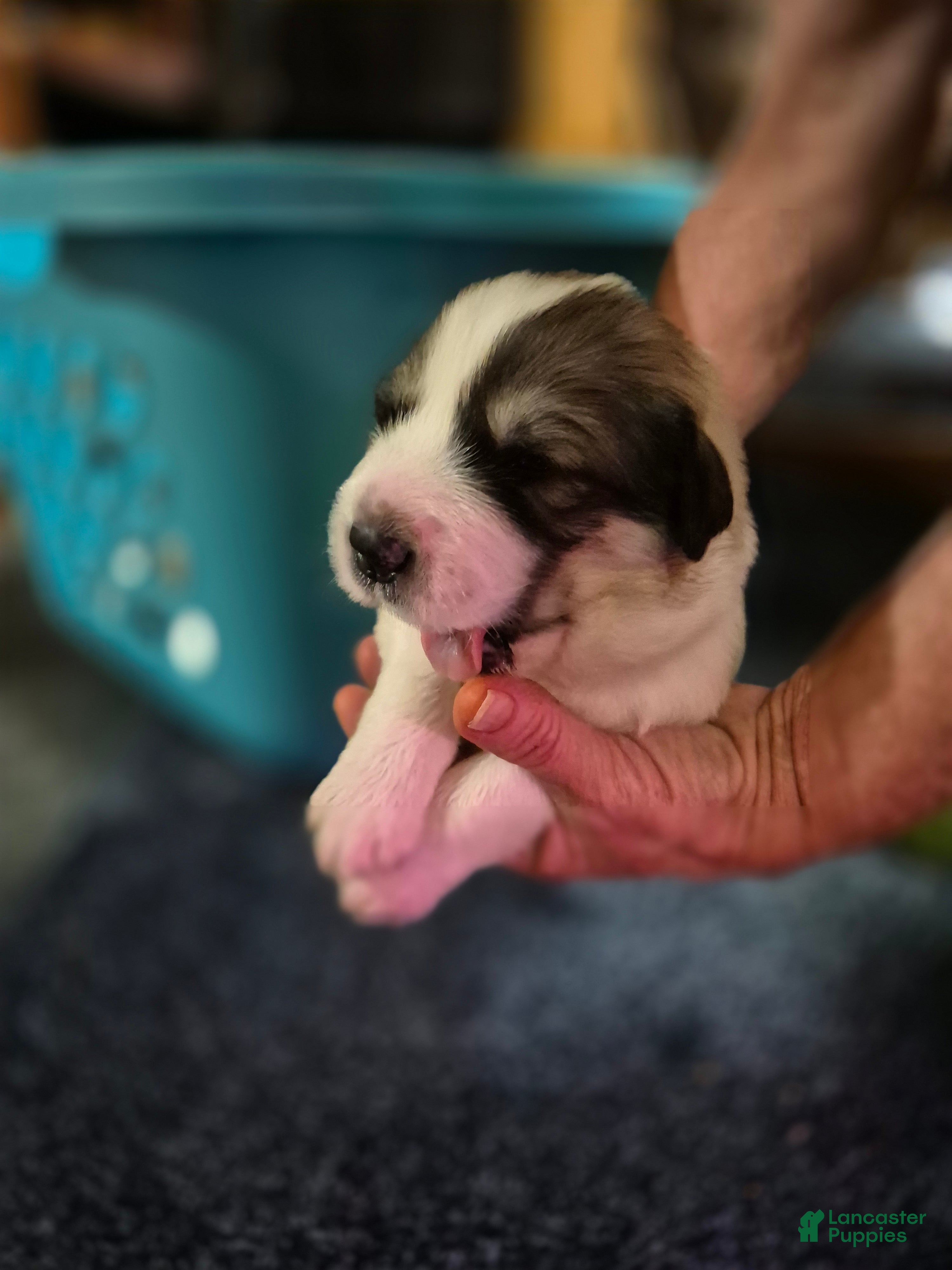 Great Pyrenees dogs for sale: Great Pyrenees Puppy 3 - Ad 1