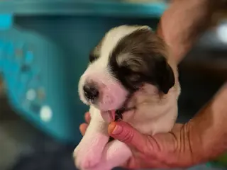 Great Pyrenees dogs for sale: Great Pyrenees Puppy 3 - Ad 1
