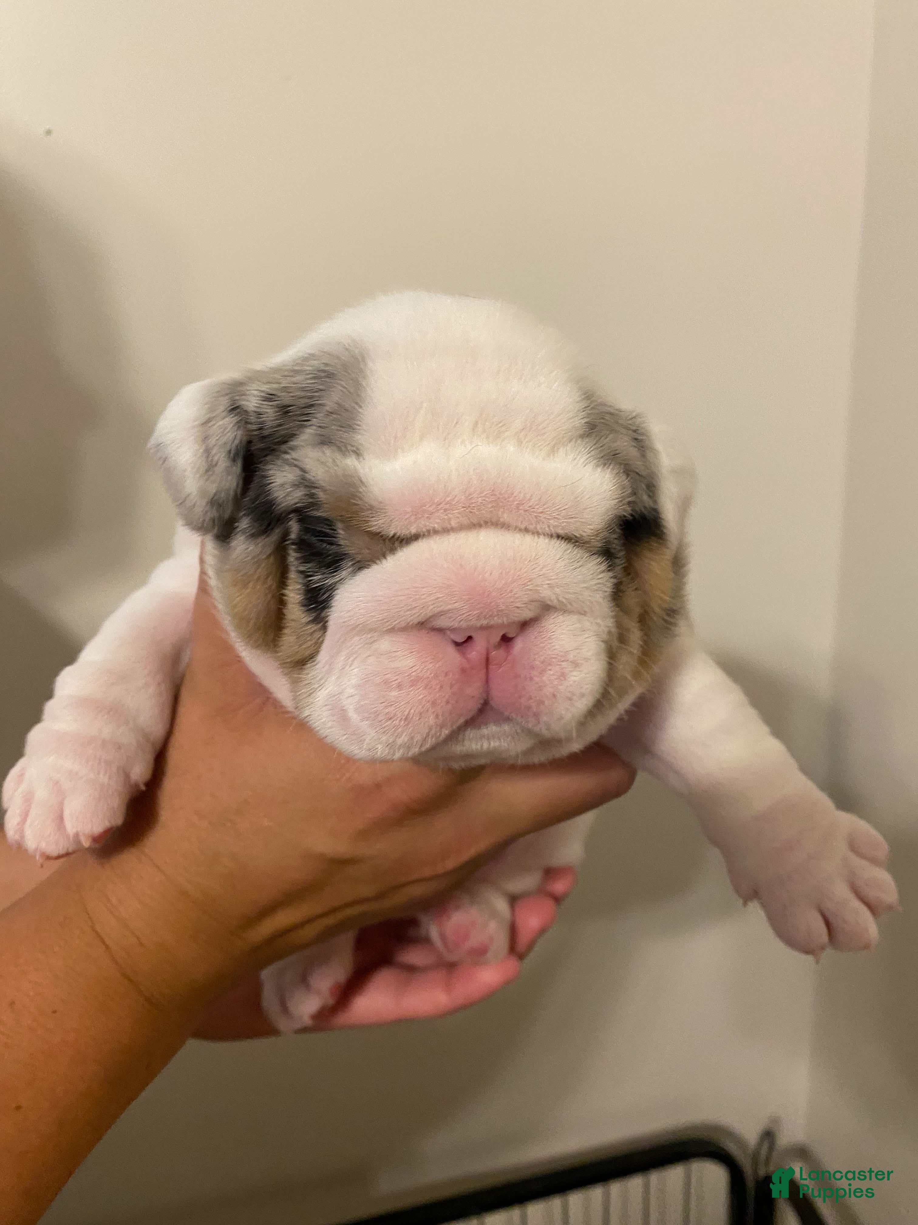 English Bulldog dogs Coleman - Ad 1