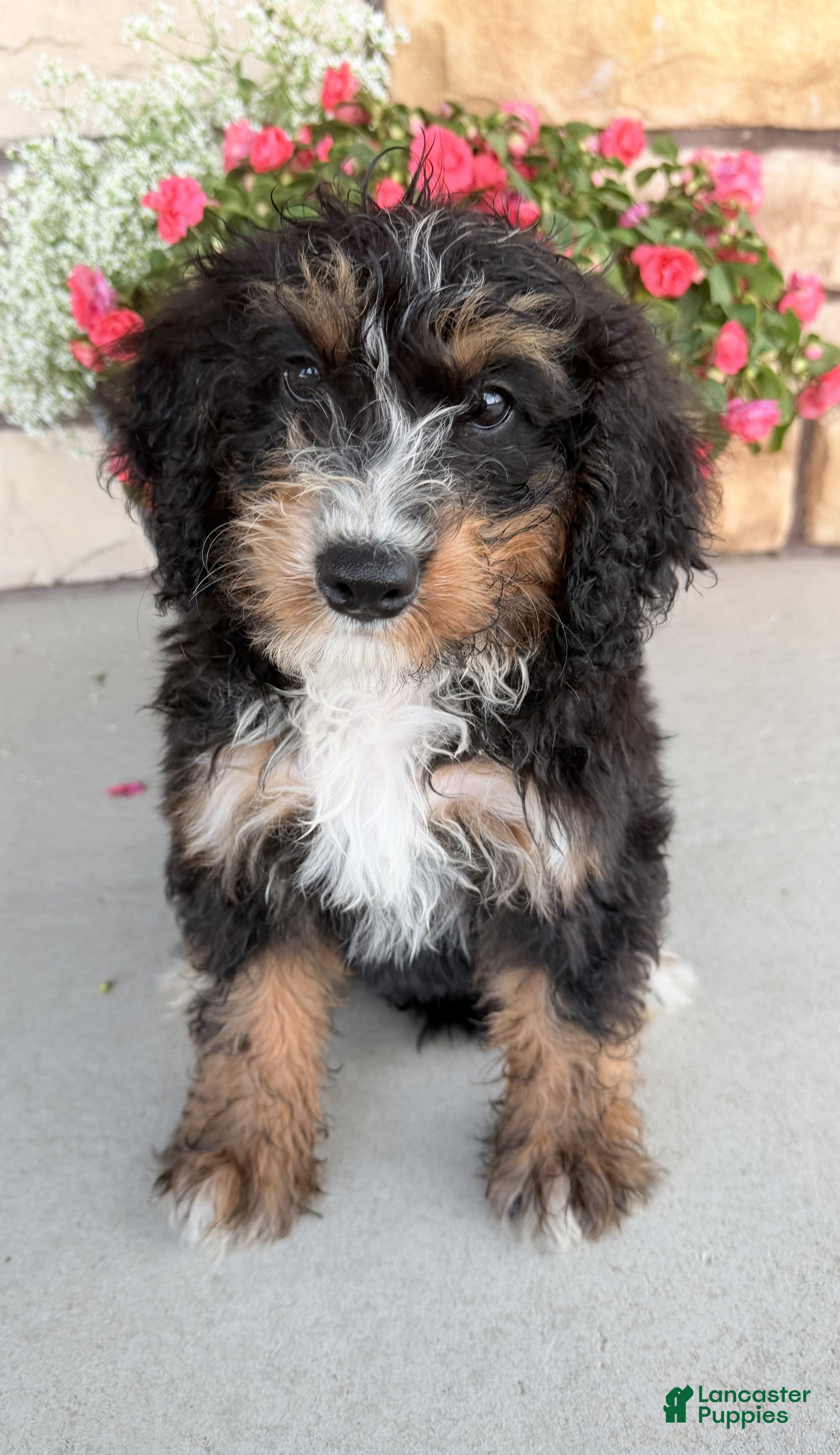 Bernedoodle dogs Roxie - Ad 2