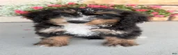 Bernedoodle dogs for sale: Roxie - Ad 2