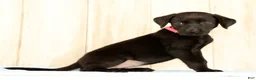 Labrador Retriever dogs for sale: Boba - Ad 4