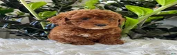 Mini Goldendoodle dogs for sale: Tate - Ad 3