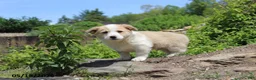 Mixed Breed dogs for sale: Ollie - Ad 4