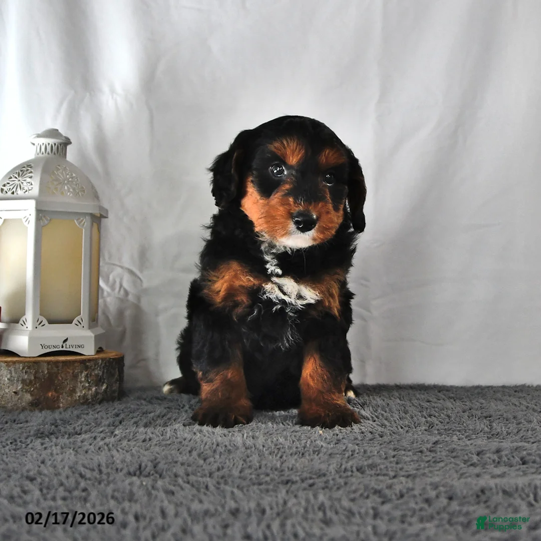 Mini Aussiedoodle dogs for sale: Lucy - Ad 3