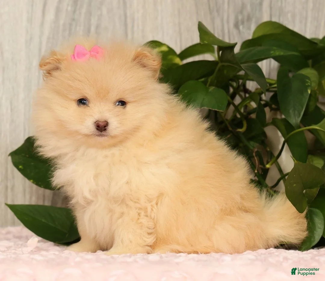 Pomeranian dogs for sale: Cupcake - Ad 1