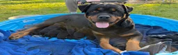 Rottweiler dogs for sale: Rottweiler Puppy 7 - Ad 10