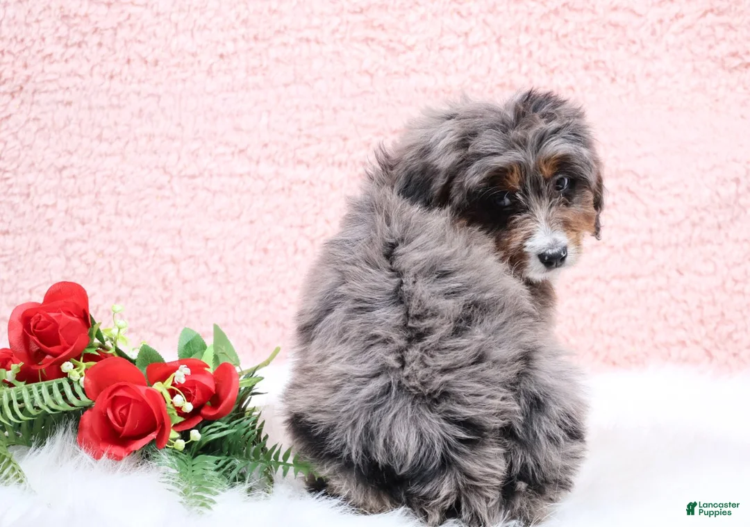 Mini Bernedoodle dogs for sale: Ellie - Ad 3