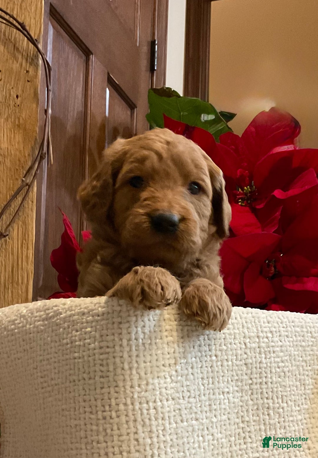 Goldendoodle dogs for sale: Goldendoodle Puppy 6 - Ad 3