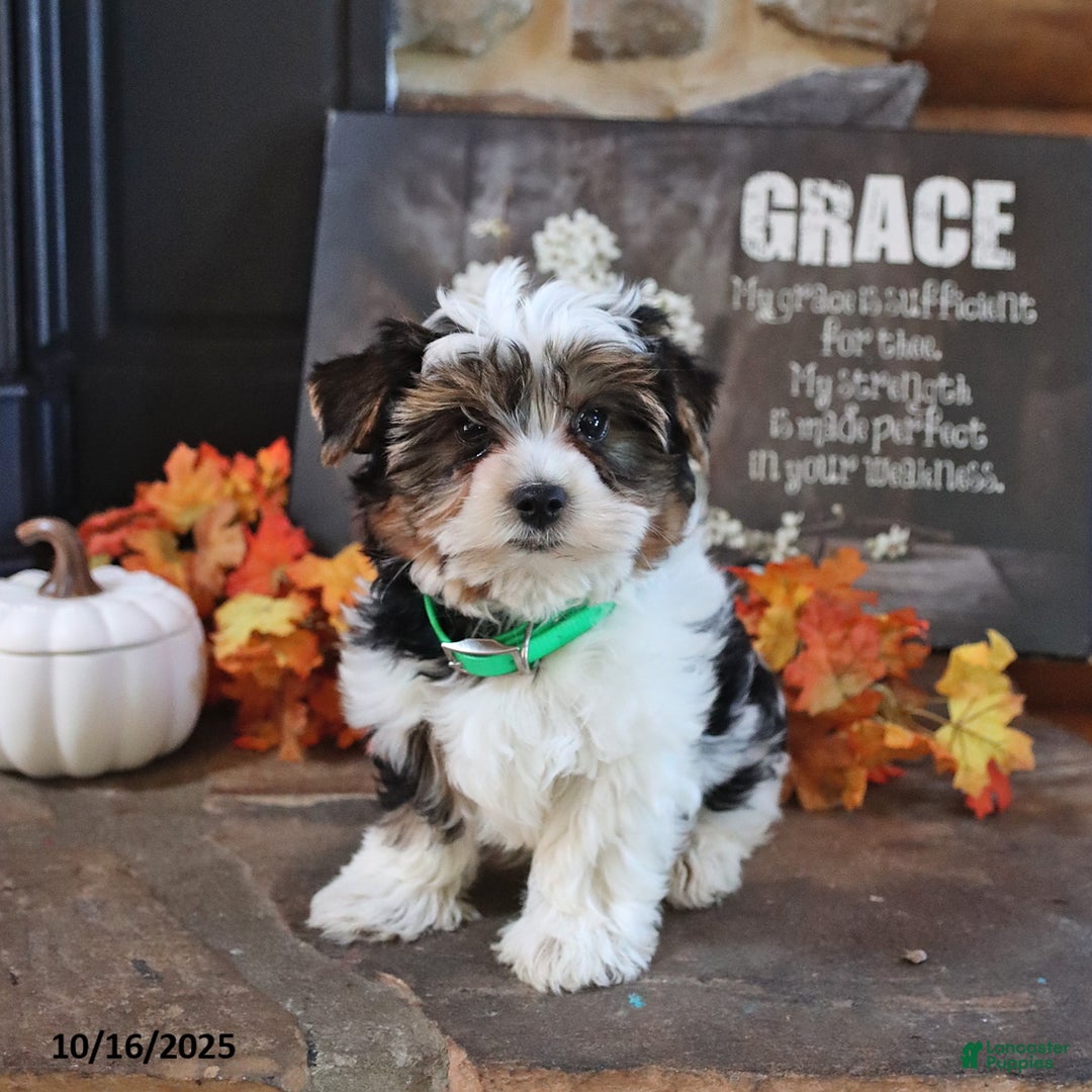 Biewer Terrier dogs for sale: Prince   - Ad 3