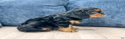 Cavalier King Charles Spaniel dogs for sale: Cody - Ad 3