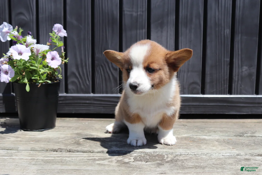 Welsh Corgi Pembroke dogs for sale: Tucker - Ad 2