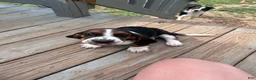 Basset Hound dogs for sale: Newt  - Ad 6