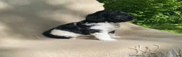 Mixed Breed dogs for sale: Scone - Ad 17
