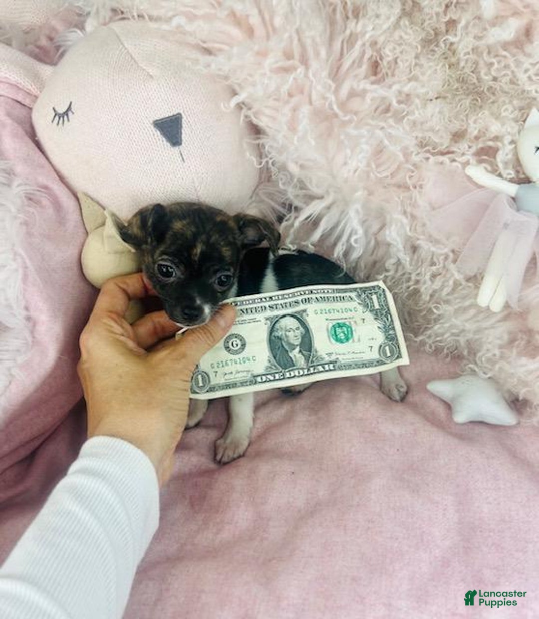 Chihuahua dogs for sale: Teacup Chihuahua Puppy 1 - Ad 2