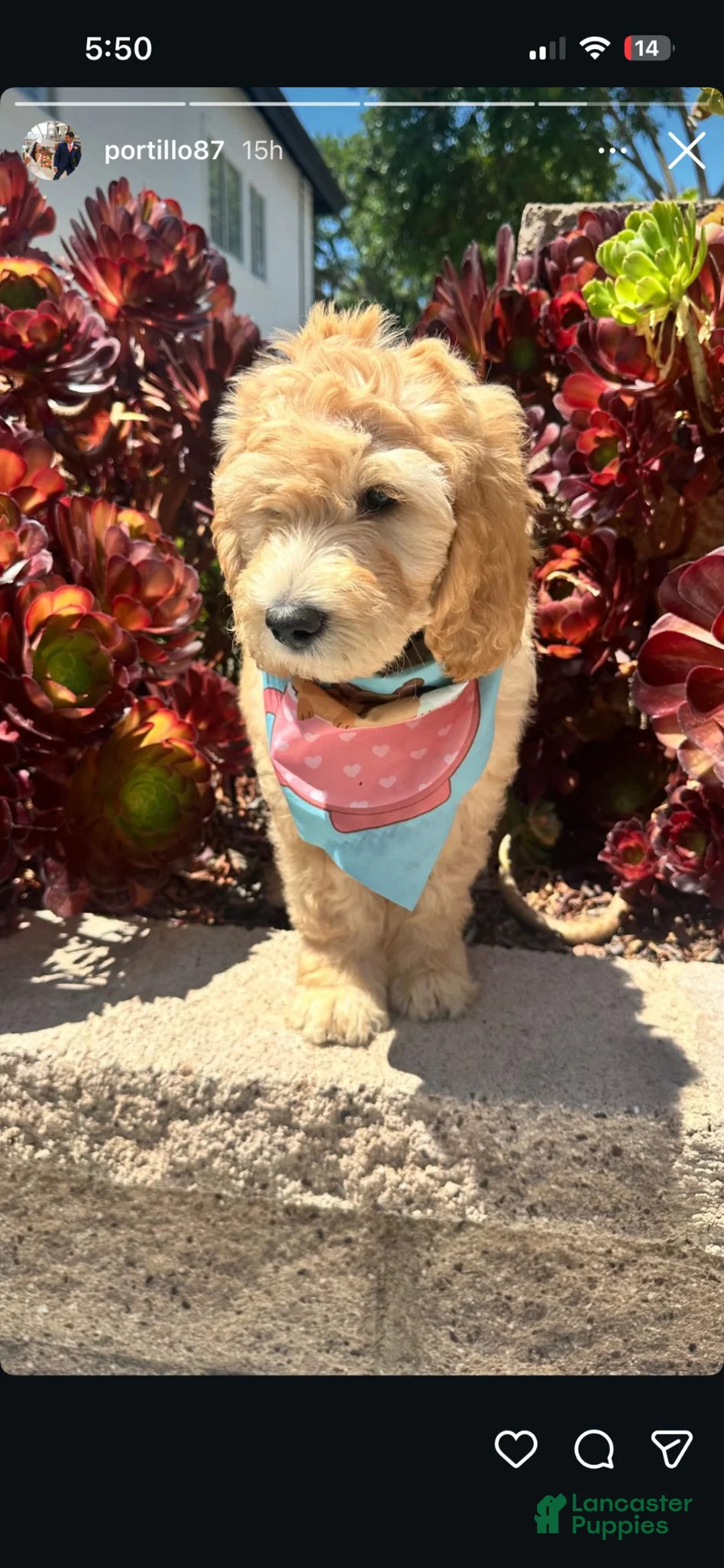 Double Doodle dogs for sale: Double Doodle 2 - Ad 1
