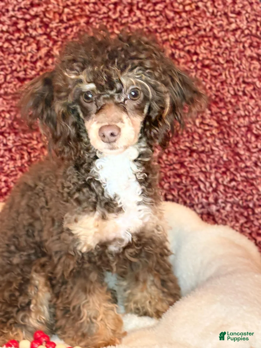 Shihpoo dogs for sale: Piper - Ad 11