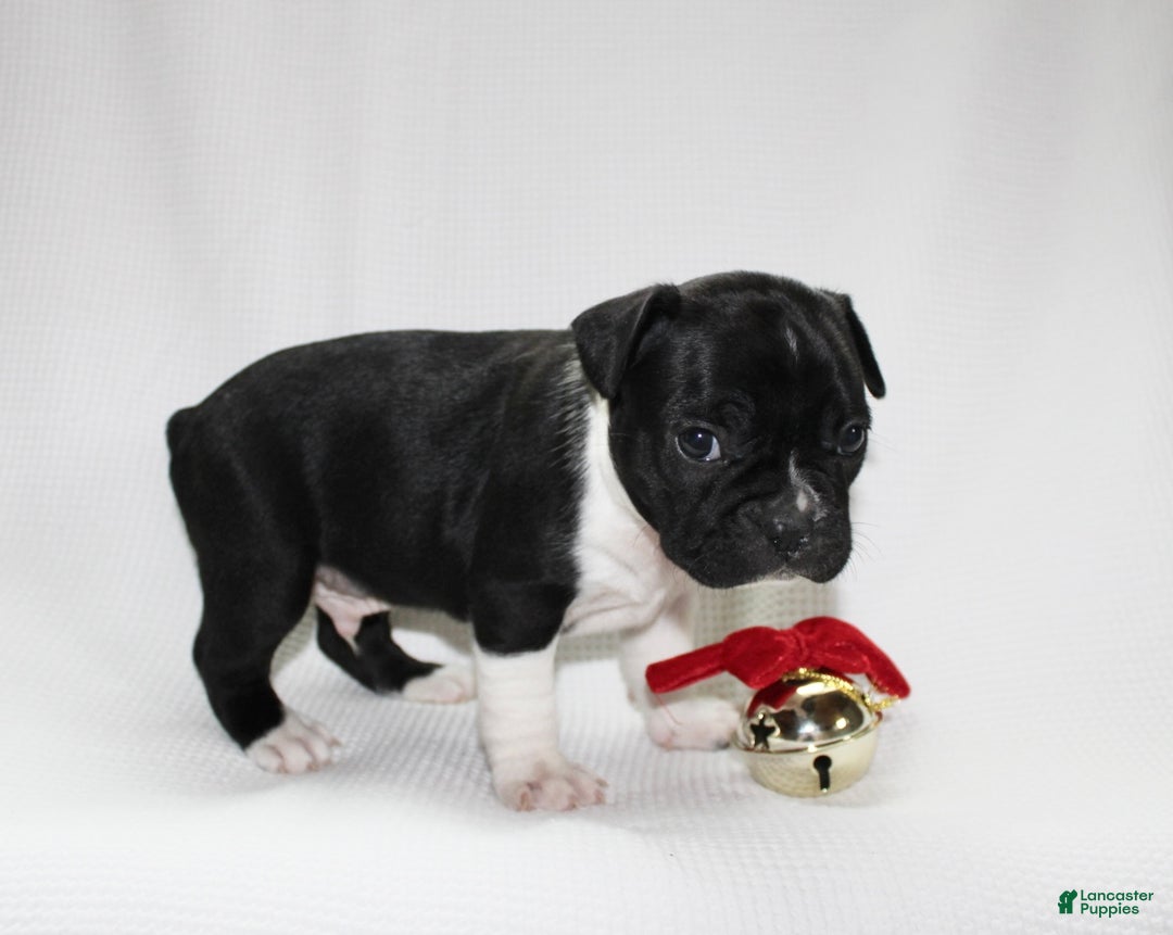 Frenchton dogs for sale: Ross - Ad 4