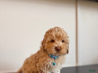 Cockapoo dogs Rango - Ad 7