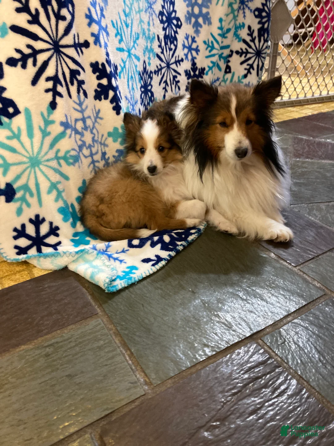 Shetland Sheepdog dogs for sale: Shetland Sheepdog Puppy 1 - Ad 2