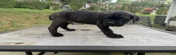 Cane Corso dogs for sale: Gray collar - Ad 3