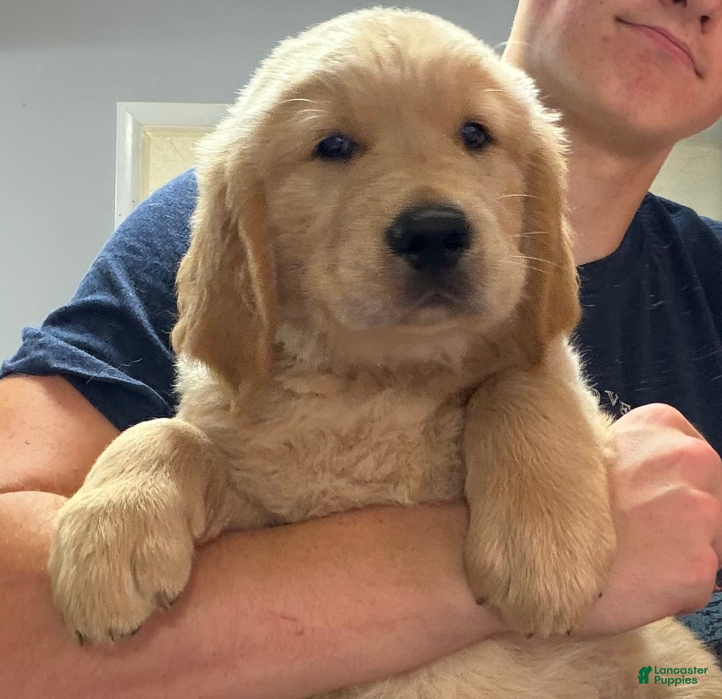 Golden Retriever dogs Shawn - Ad 1
